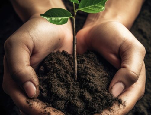 Chez CTS 1 vente = des arbres plantés !